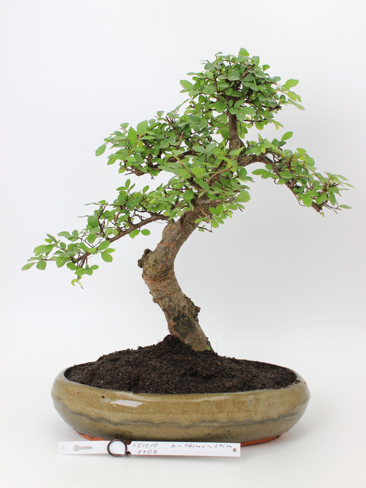 Zelkova bonsai medelis su vingiuotu kamienu ir tankia žalia lapija glazūruotame keraminiame vazone, formuotas Moyogi stiliumi.