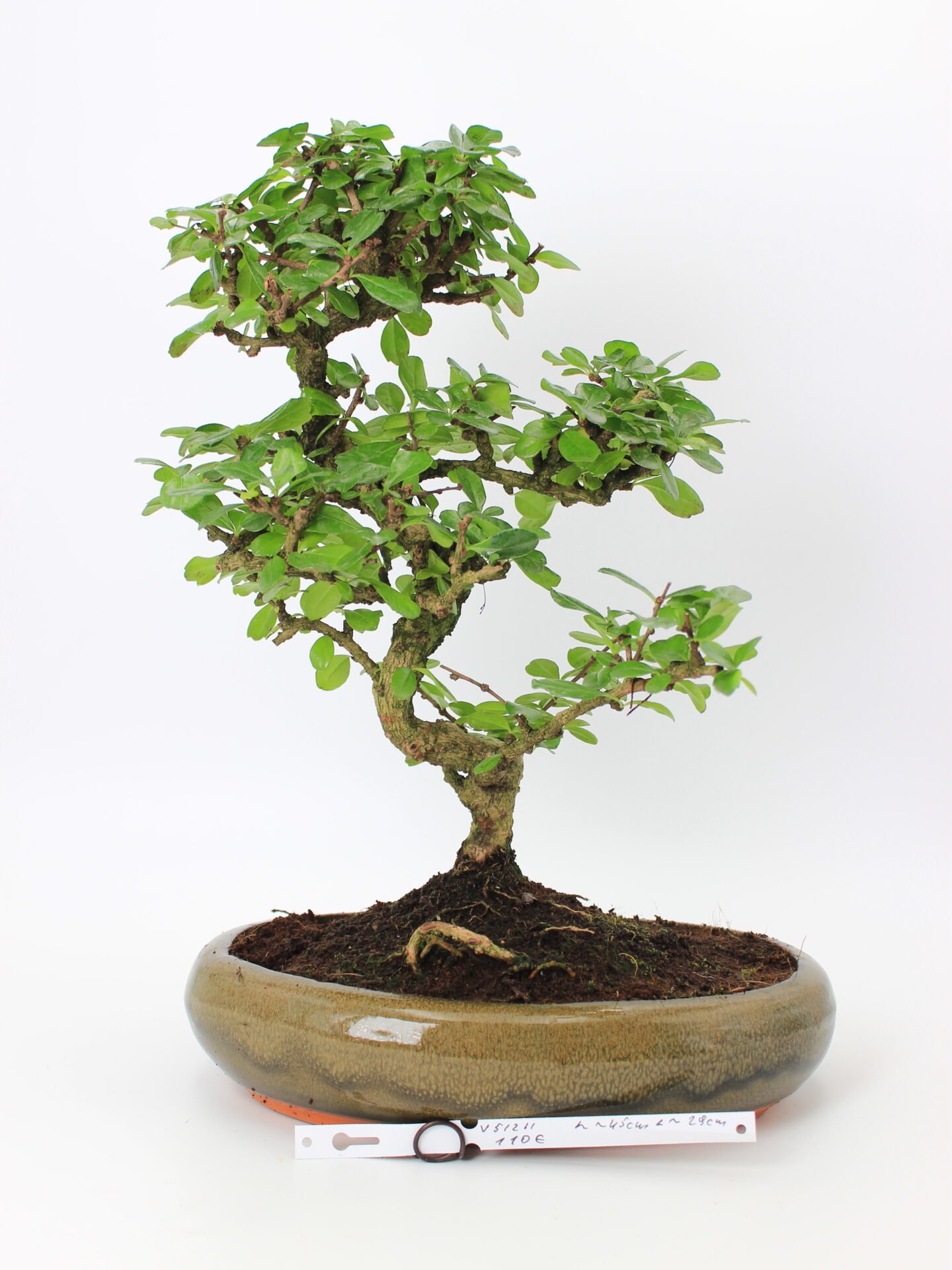 Carmona bonsai medelis su smulkiais žaliais lapeliais ir natūraliai vingiuotu kamienu glazūruotame keraminiame vazone, formuotas klasikinio bonsai stiliaus.