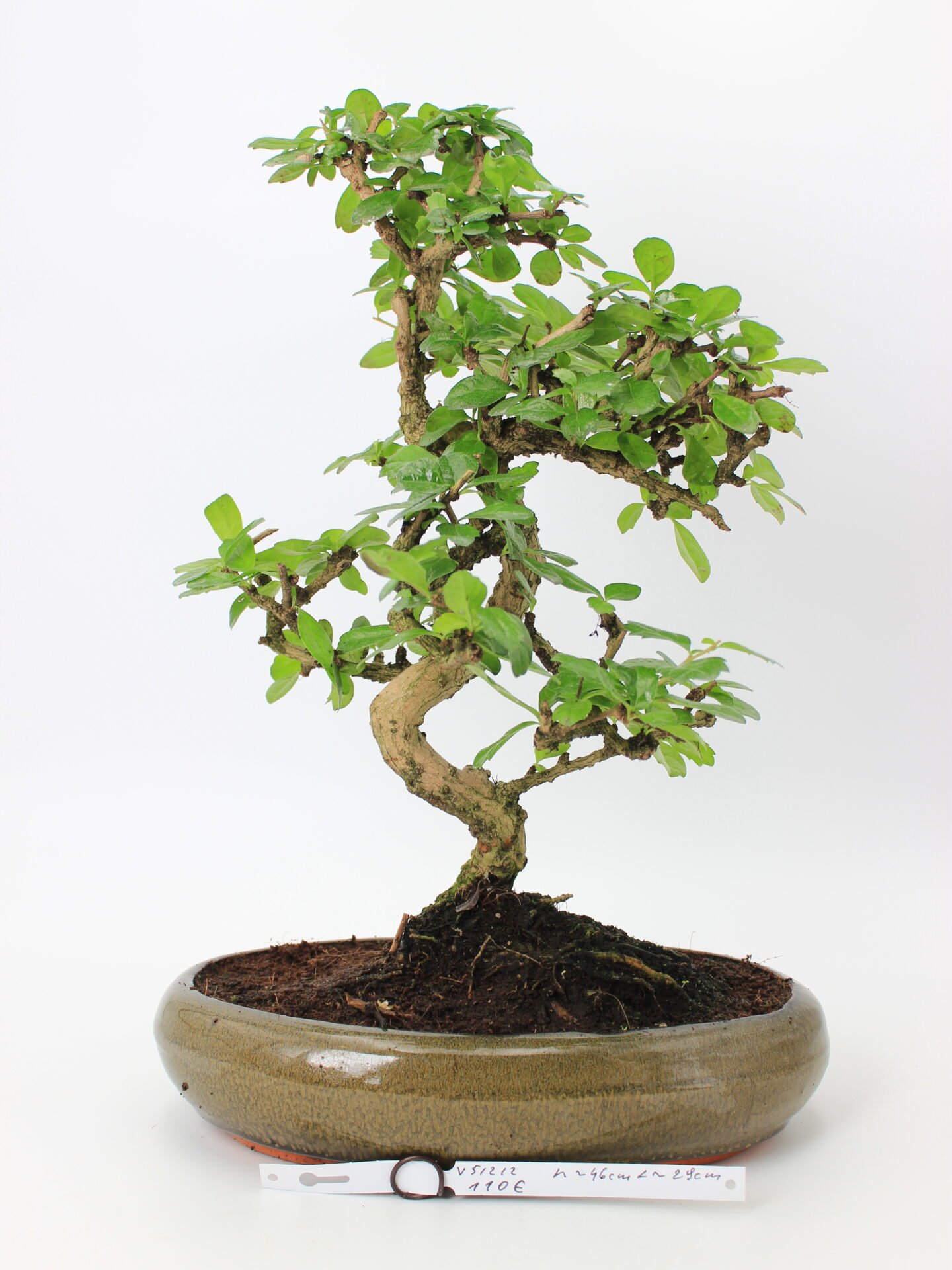 Carmona bonsai medelis su smulkiais žaliais lapeliais ir natūraliai vingiuotu kamienu glazūruotame keraminiame vazone, formuotas klasikinio bonsai stiliaus.