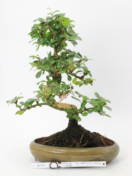 Carmona bonsai medelis su smulkiais žaliais lapeliais ir natūraliai vingiuotu kamienu glazūruotame keraminiame vazone, formuotas klasikinio bonsai stiliaus.