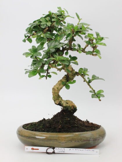 Carmona bonsai medelis su smulkiais žaliais lapeliais ir natūraliai vingiuotu kamienu glazūruotame keraminiame vazone, formuotas klasikinio bonsai stiliaus.