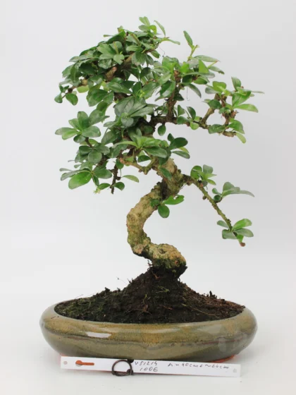 Carmona bonsai medelis su smulkiais žaliais lapeliais ir natūraliai vingiuotu kamienu glazūruotame keraminiame vazone, formuotas klasikinio bonsai stiliaus.