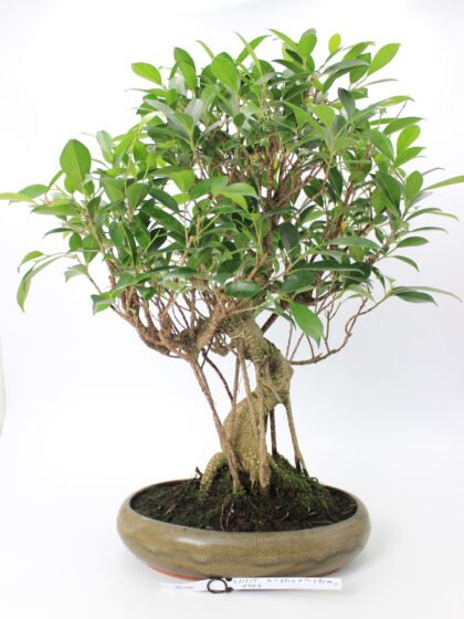 Ficus retusa bonsai medelis su storu, oro šaknimis apaugusiu kamienu ir tankia blizgia lapija glazūruotame keraminiame vazone – subrendęs, dekoratyvus fikusas bonsai stiliumi.
