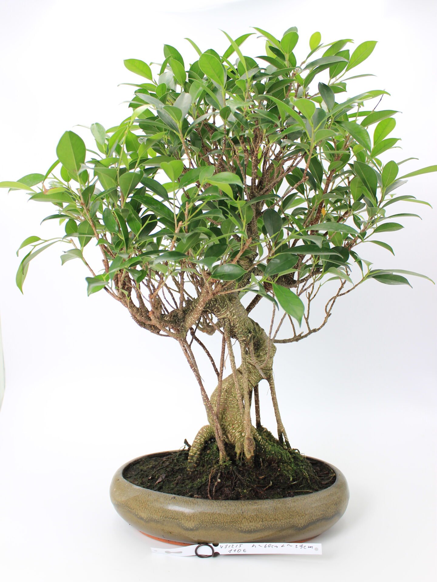 Ficus retusa bonsai medelis su storu, oro šaknimis apaugusiu kamienu ir tankia blizgia lapija glazūruotame keraminiame vazone – subrendęs, dekoratyvus fikusas bonsai stiliumi.