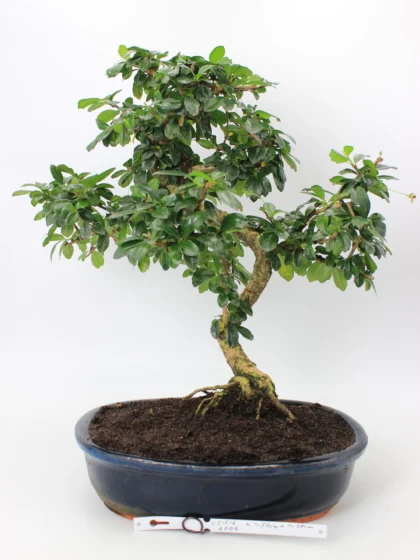 Carmona bonsai medelis su smulkiais žaliais lapeliais ir natūraliai vingiuotu kamienu glazūruotame keraminiame vazone, formuotas klasikinio bonsai stiliaus.