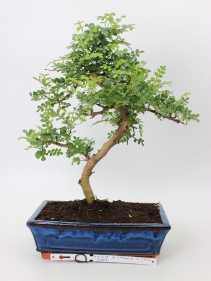 Zanthoxylum bonsai medelis su smulkiais blizgiais lapeliais ir lengvai vingiuotu kamienu mėlyname glazūruotame vazone, formuotas klasikinio bonsai silueto