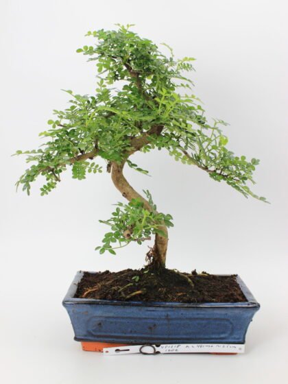 Zanthoxylum bonsai medelis su smulkiais blizgiais lapeliais ir lengvai vingiuotu kamienu mėlyname glazūruotame vazone, formuotas klasikinio bonsai silueto