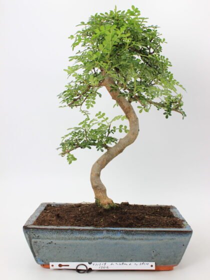 Zanthoxylum bonsai medelis su smulkiais blizgiais lapeliais ir lengvai vingiuotu kamienu mėlyname glazūruotame vazone, formuotas klasikinio bonsai silueto