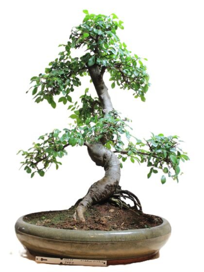 Zelkova bonsai senas medis