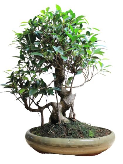 Senas Fikus retusa bonasi