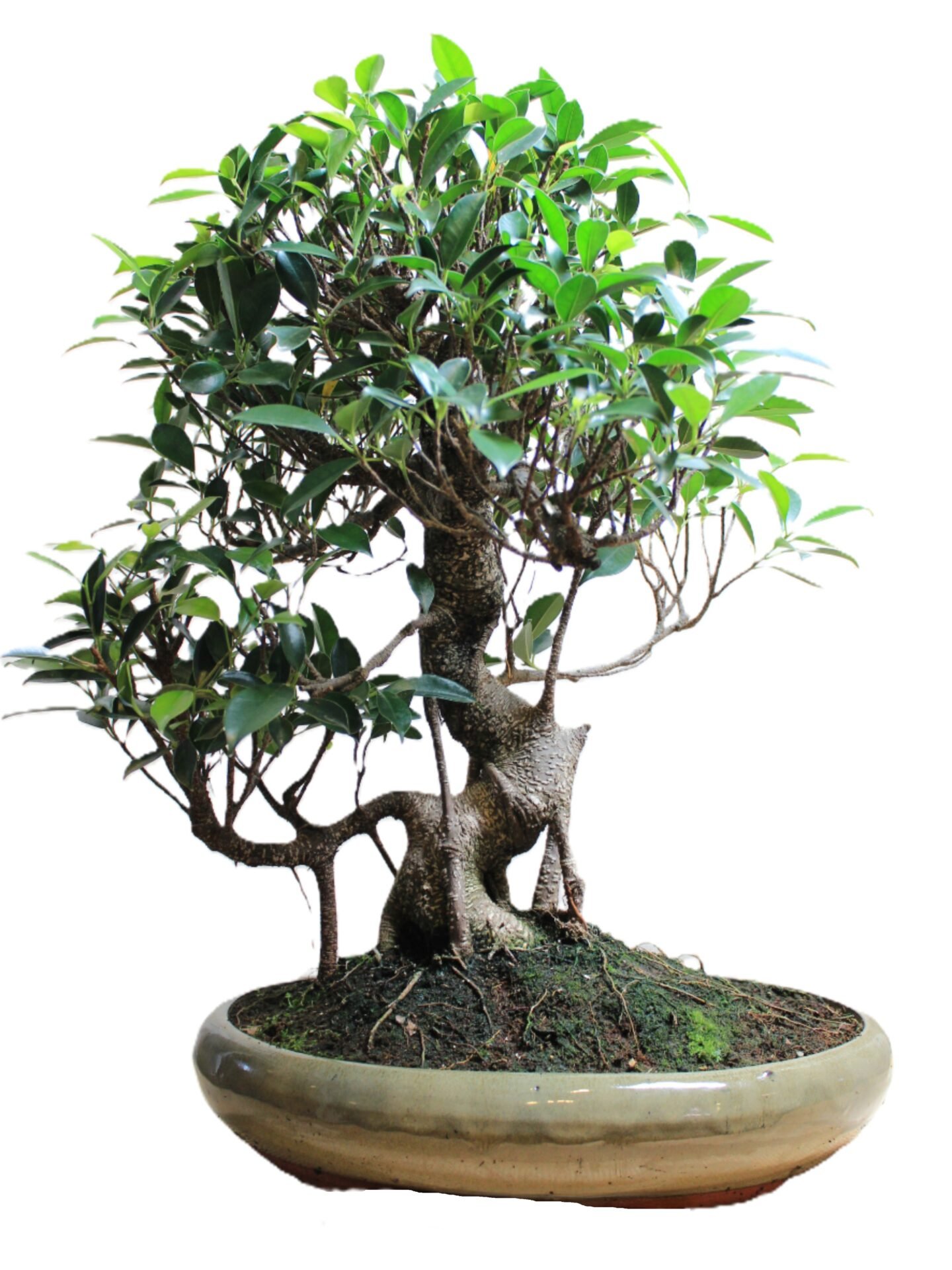 Senas Fikus retusa bonasi