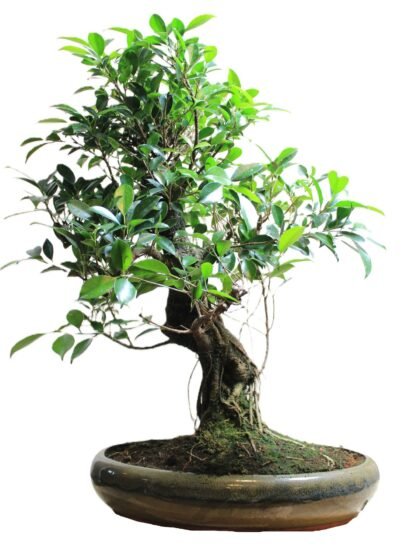 Senas Fikus retusa bonasi