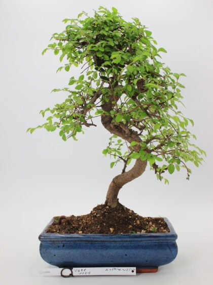 Zelkova bonsai