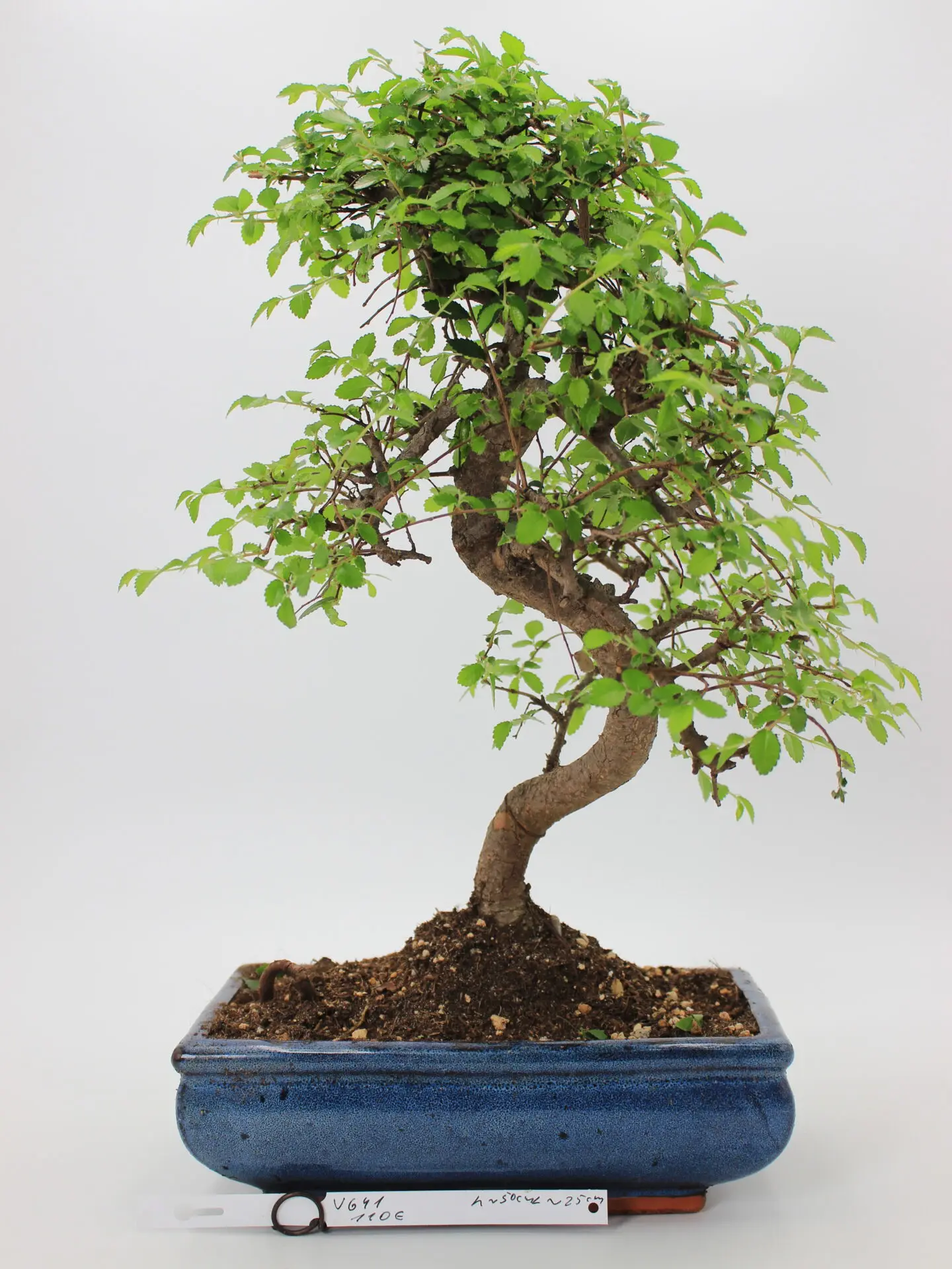Zelkova bonsai