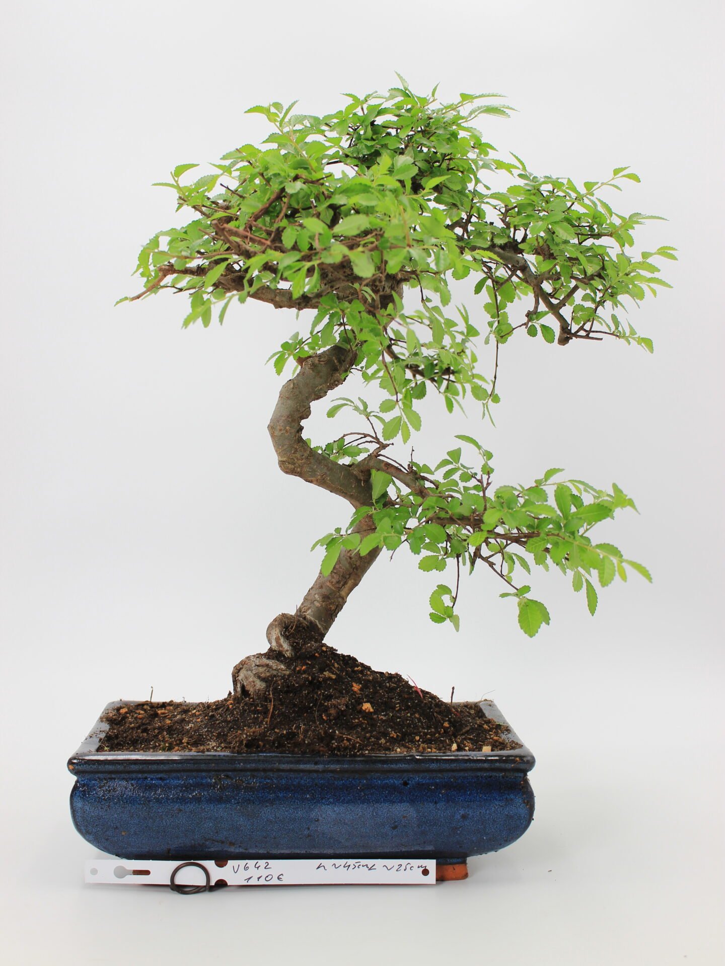 Zelkova bonsai