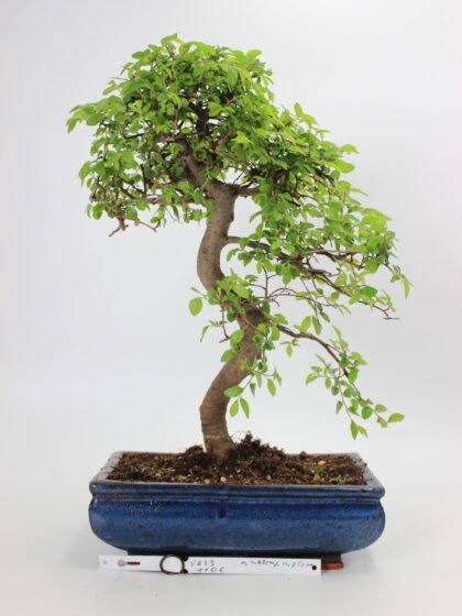Zelkova bonsai