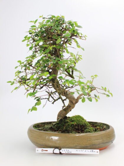 Zelkova bonsai kambarinis