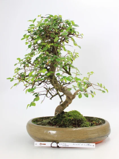 Zelkova bonsai kambarinis
