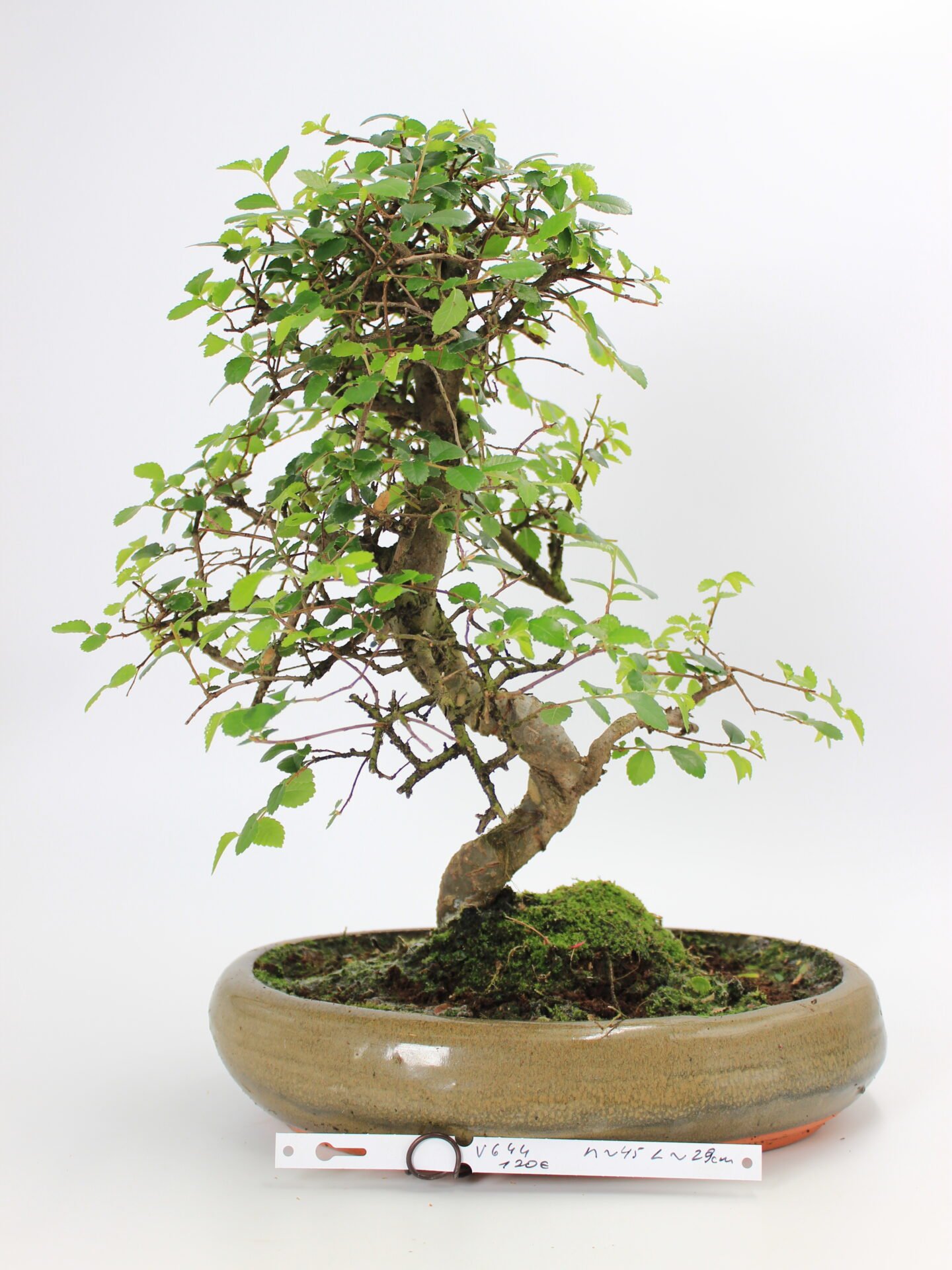 Zelkova bonsai kambarinis