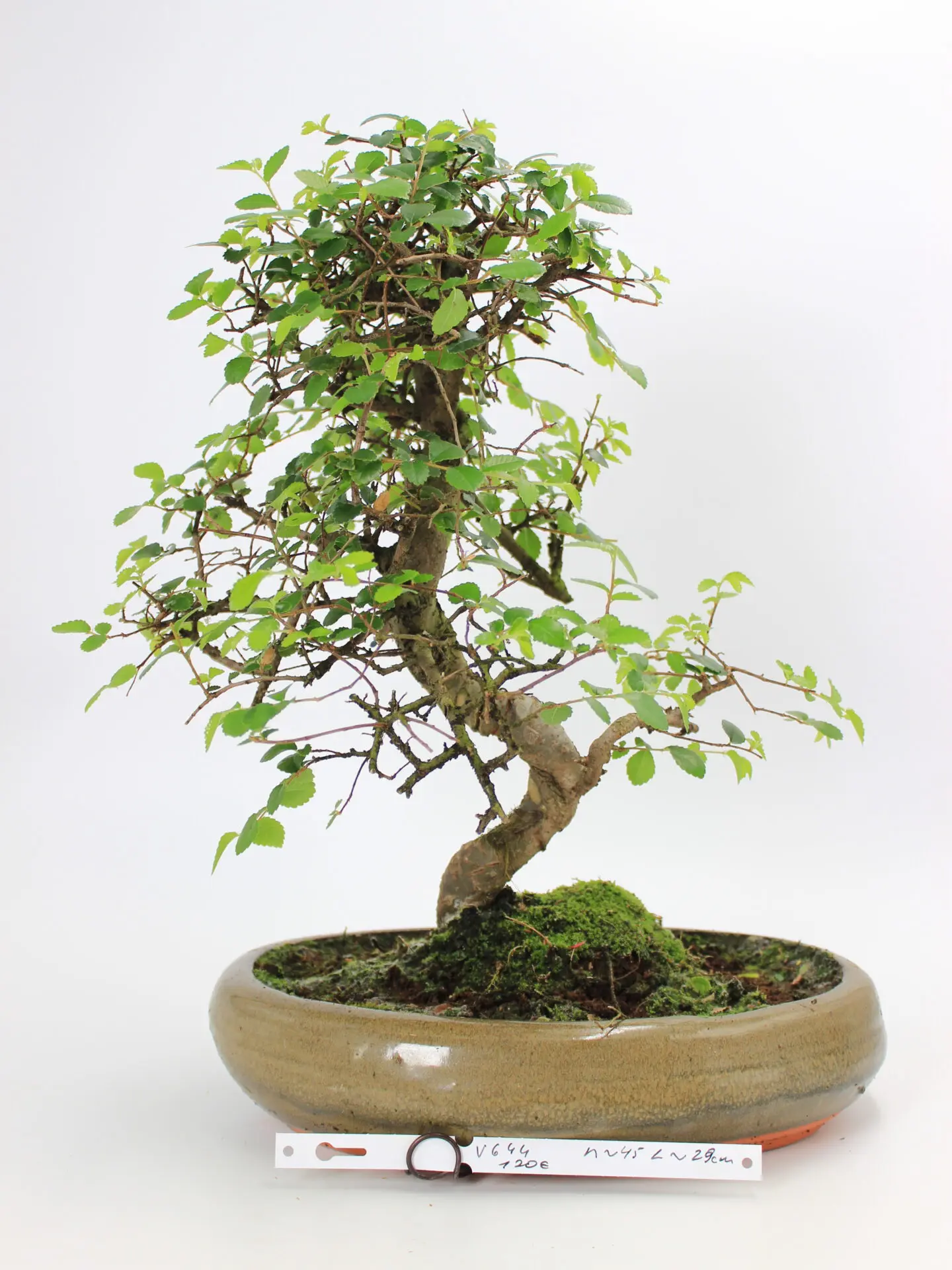 Zelkova bonsai kambarinis