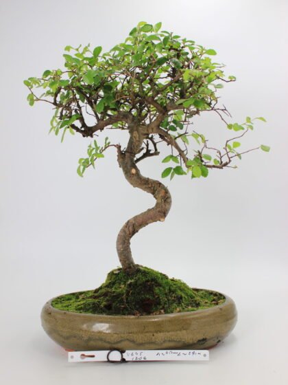 Zelkova bonsai kambarinis