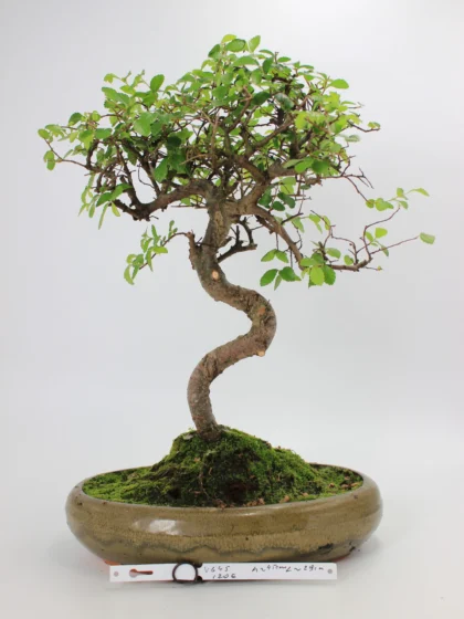 Zelkova bonsai kambarinis