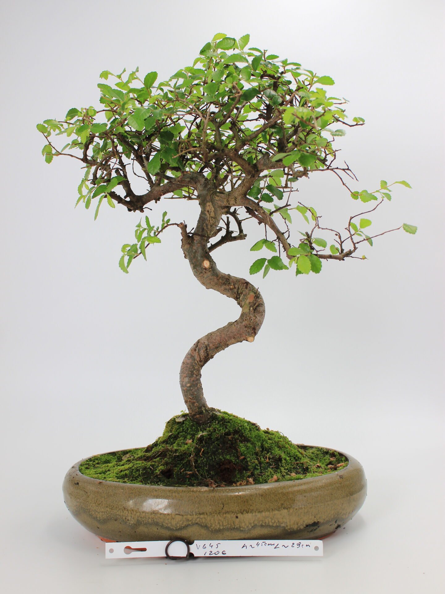 Zelkova bonsai kambarinis