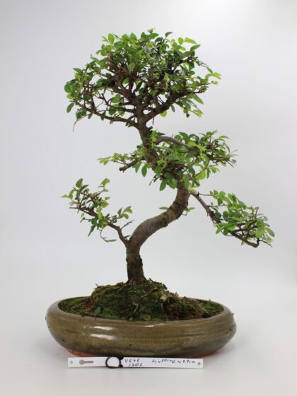 Zelkova bonsai kambarinis