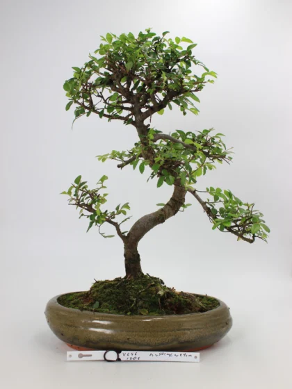 Zelkova bonsai kambarinis