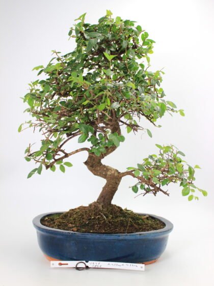 Zelkova bonsai kambarinis