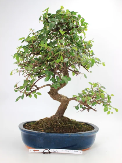 Zelkova bonsai kambarinis