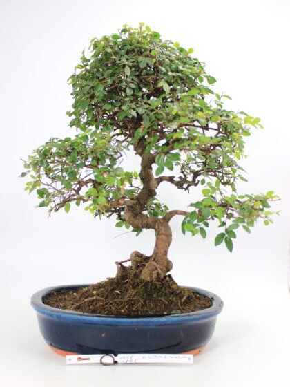 Zelkova bonsai kambarinis