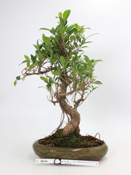 Ficus kambarinis bonsai