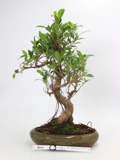 Ficus kambarinis bonsai