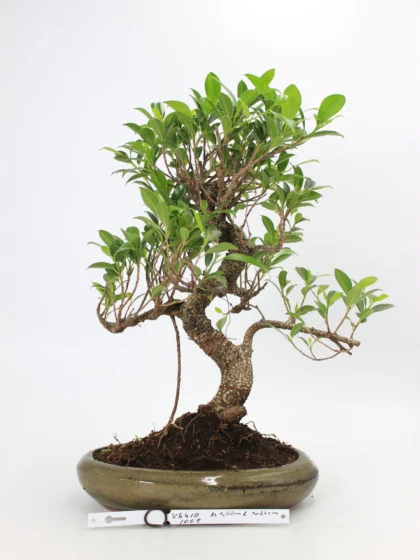Ficus kambarinis bonsai