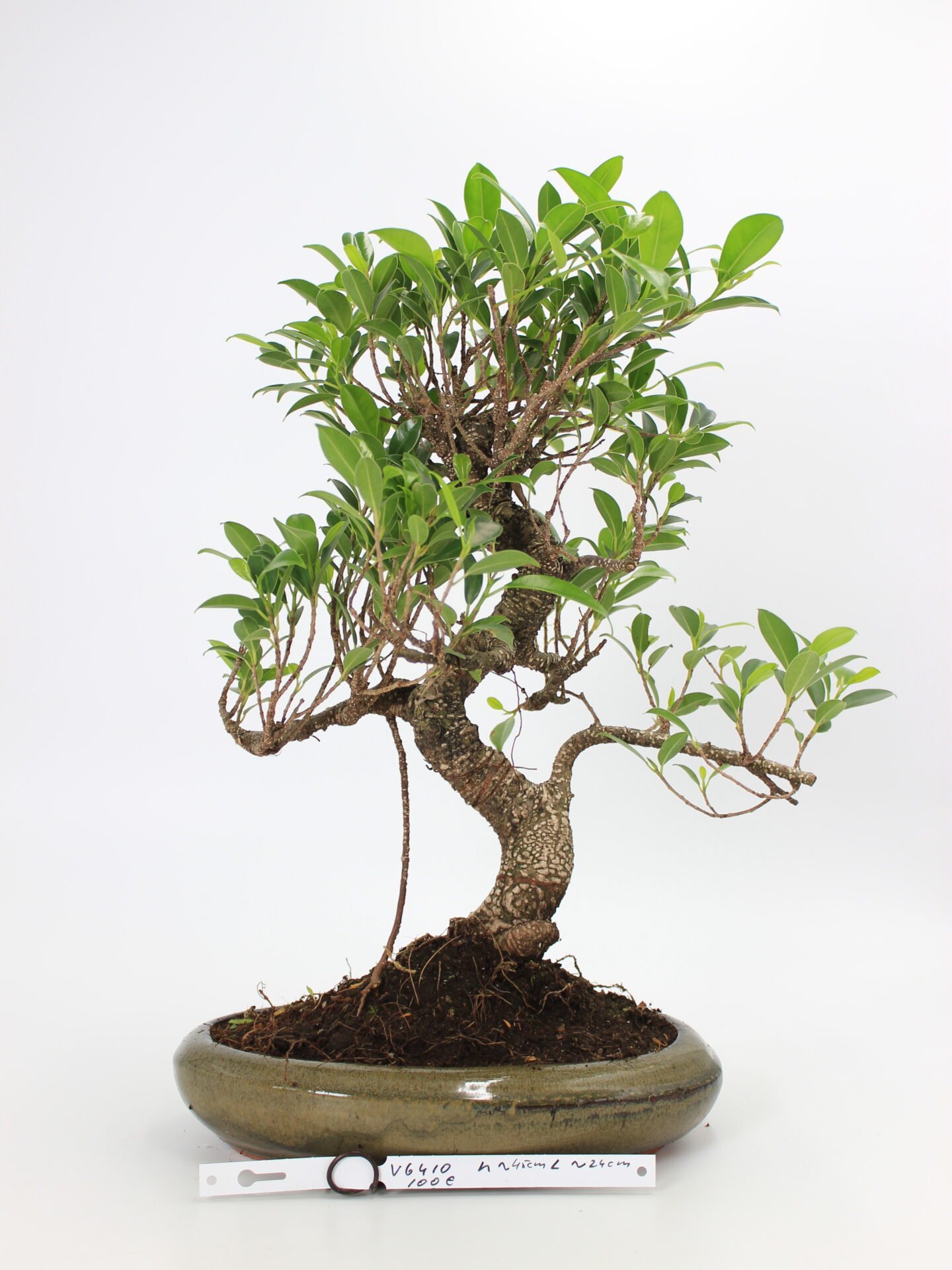 Ficus kambarinis bonsai