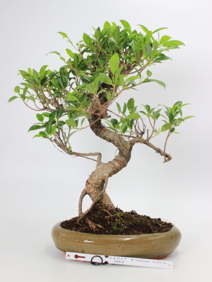Ficus kambarinis bonsai