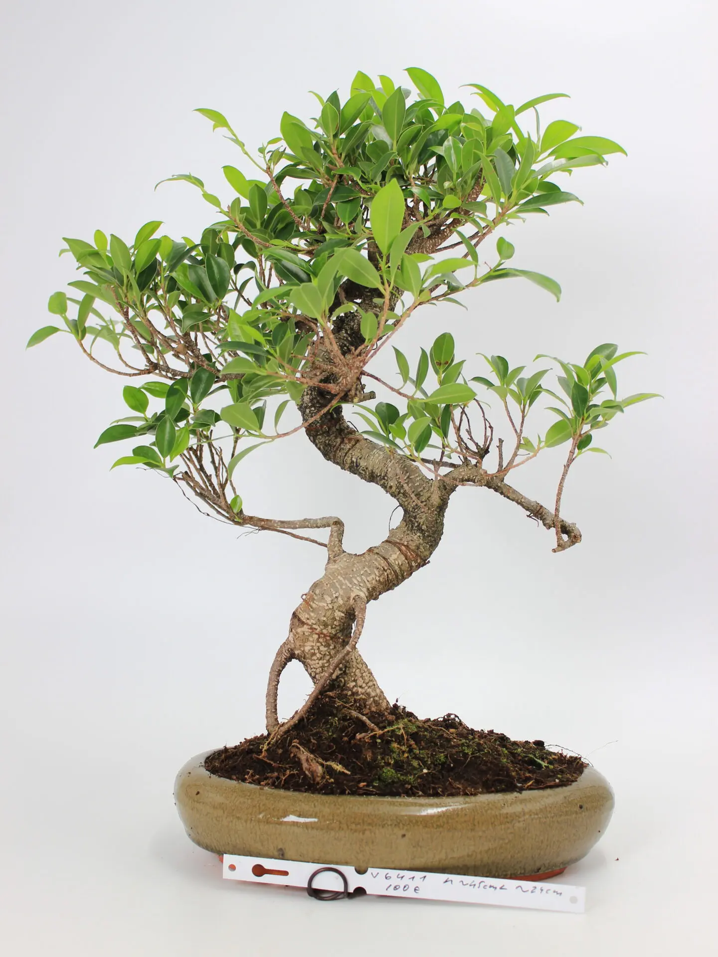Ficus kambarinis bonsai