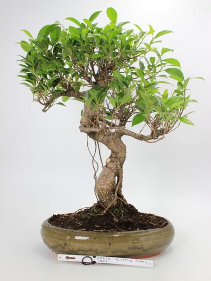 Ficus kambarinis bonsai
