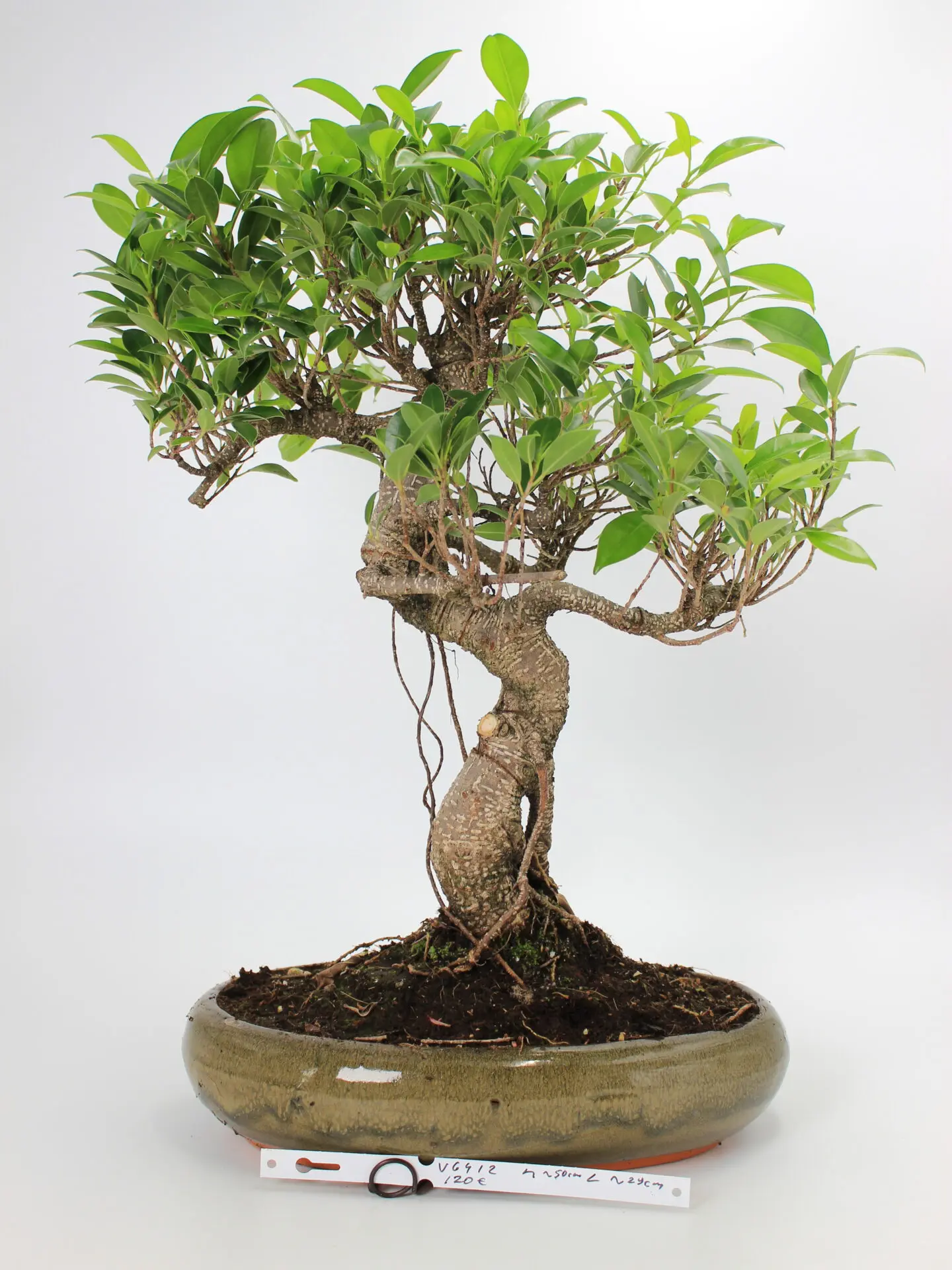 Ficus kambarinis bonsai