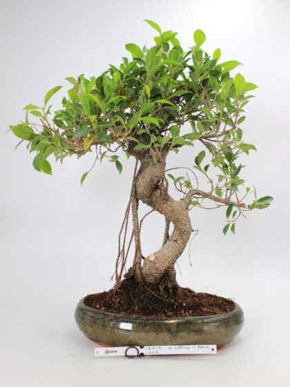 Ficus kambarinis bonsai