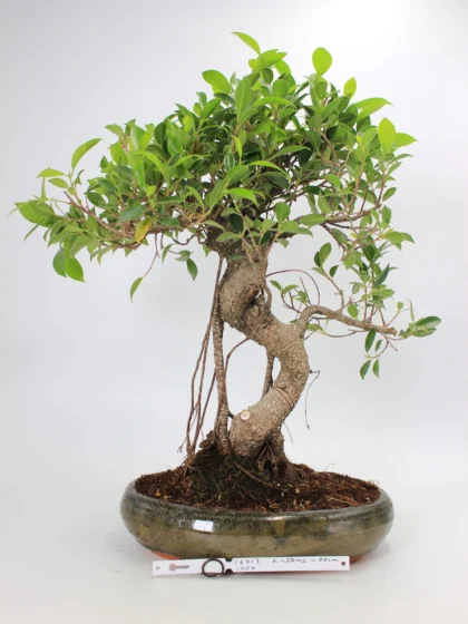 Ficus kambarinis bonsai