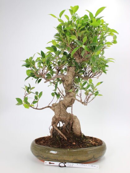 Ficus kambarinis bonsai