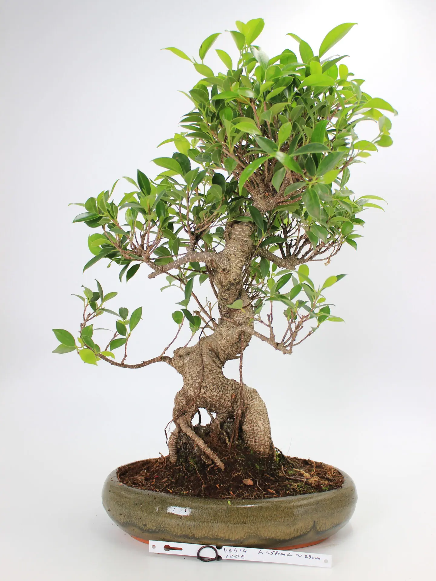 Ficus kambarinis bonsai