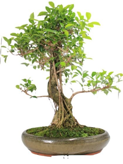 Ficus kambarinis bonsai