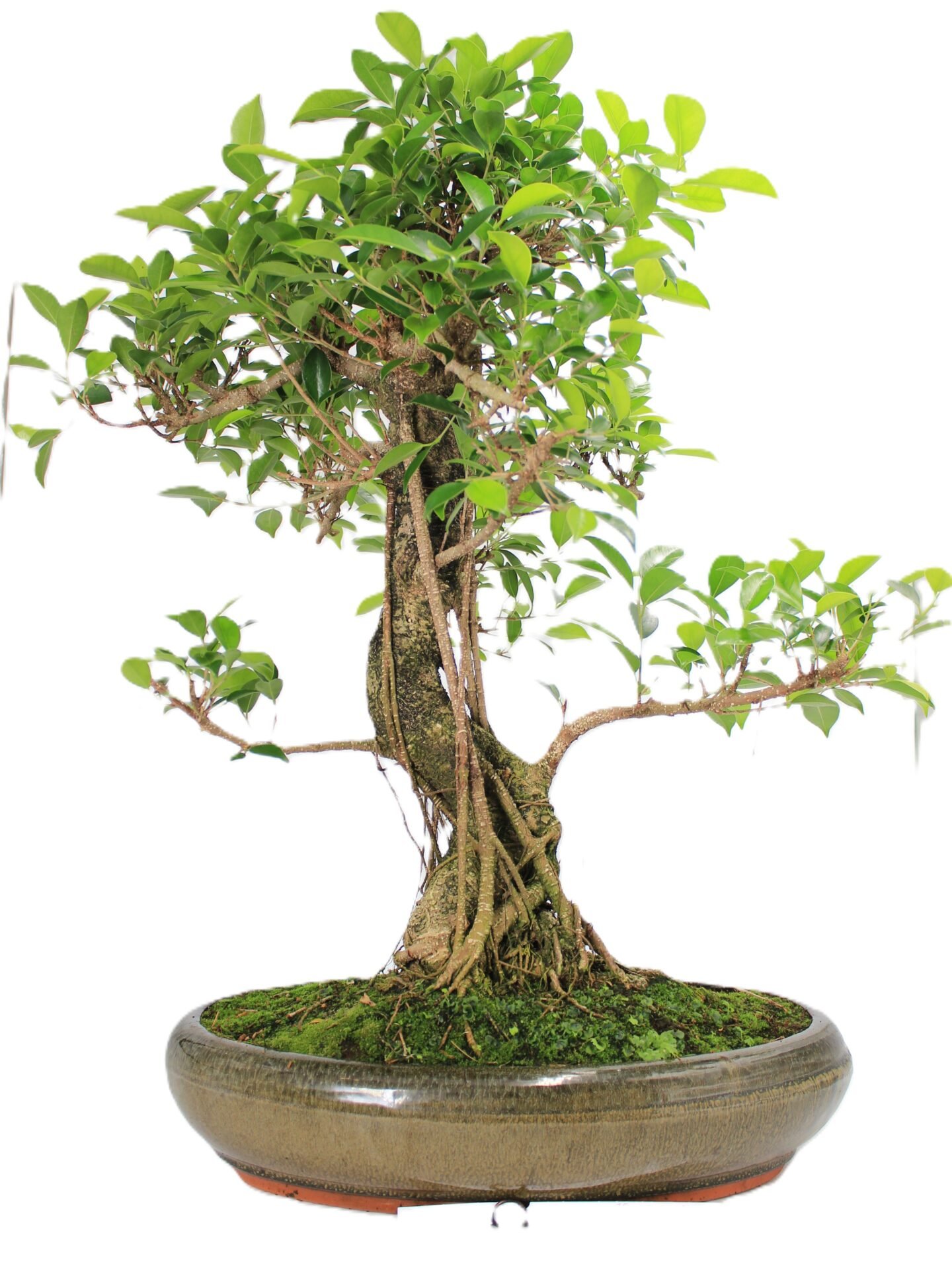 Ficus kambarinis bonsai