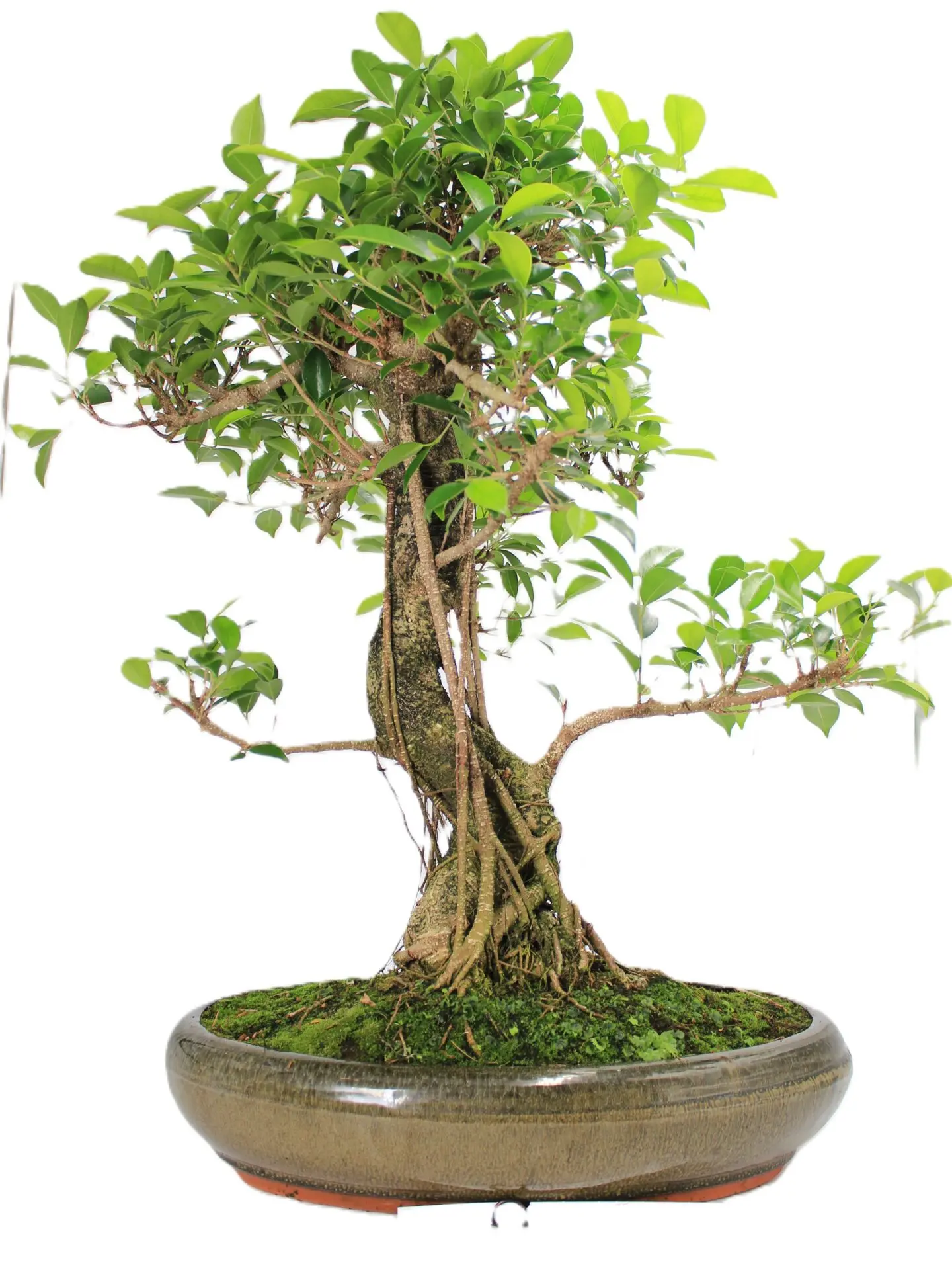 Ficus kambarinis bonsai