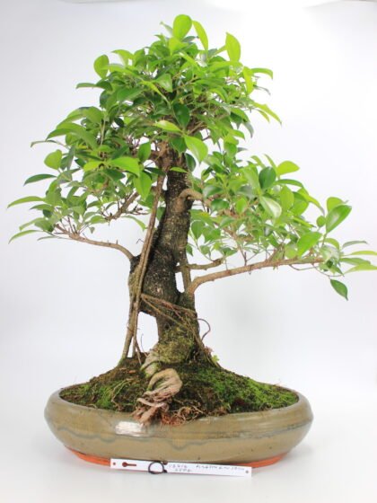 Ficus kambarinis bonsai