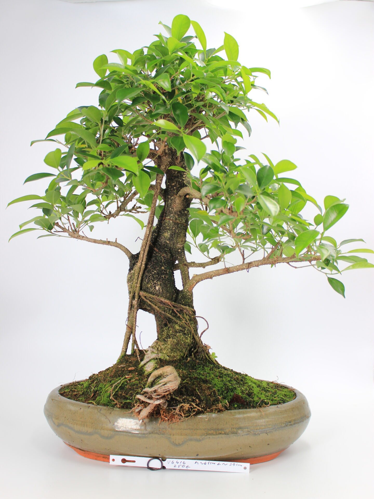 Ficus kambarinis bonsai
