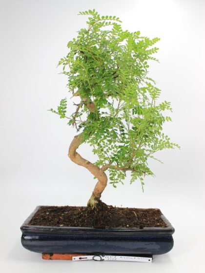 Zanthoxylum bonsai